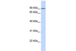 Image no. 1 for anti-Tripartite Motif Containing 28 (TRIM28) (N-Term) antibody (ABIN6742210) (KAP1 Antikörper  (N-Term))