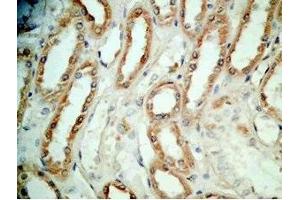 Human kidney tissue was stained by Rabbit Anti-BNP-45 (Mouse) Antibody (BNP-45 Antikörper  (AA 51-95))