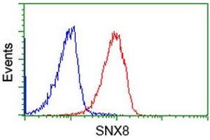 Image no. 2 for anti-Sorting Nexin 8 (SNX8) antibody (ABIN1501041) (SNX8 Antikörper)