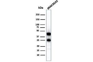 Western Blot Analysis of pancreatic tissue lysate using Carboxypeptidase A1 / CPA1 Mouse Monoclonal Antibody (CPA1/2711). (CPA1 Antikörper)