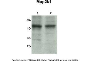 Sample Type: 1. (MEK1 Antikörper  (C-Term))