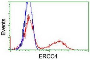 HEK293T cells transfected with either RC223300 overexpress plasmid (Red) or empty vector control plasmid (Blue) were immunostained by anti-ERCC4 antibody (ABIN2454892), and then analyzed by flow cytometry. (ERCC4 Antikörper)