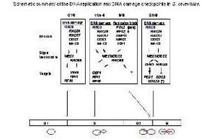 Checkpoints are mechanisms that impose delays in the cell cycle in response to DNA damage or defects in DNA replication, to ensure that mitotic transmission is error-free. (RAD9A Antikörper  (pSer1260))