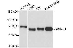 Western blot analysis of extracts of various cell lines, using PSPC1 antibody. (PSPC1 Antikörper  (AA 1-70))