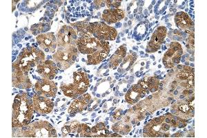 BHMT antibody was used for immunohistochemistry at a concentration of 4-8 ug/ml to stain Epithelial cells of renal tubule (arrows) in Human Kidney.
