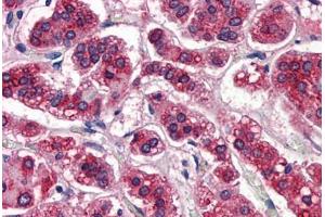 Human Adrenal: Formalin-Fixed, Paraffin-Embedded (FFPE) (APOE Antikörper)