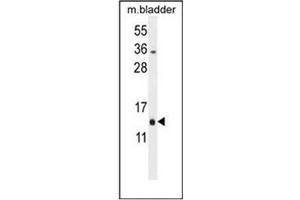 Western blot analysis of MRPL51 Antibody (C-term) in Mouse bladder tissue lysates (35ug/lane).