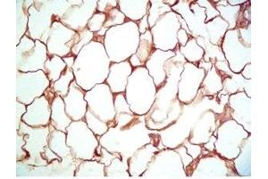 Rat visceral white fat tissue was stained by Rabbit Anti-Vaspin (386-414) (Human) Serum (SERPINA12 Antikörper  (AA 386-414))
