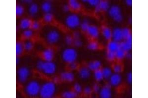 Immunofluorescence analysis of Mouse liver tissue using CASP8 Monoclonal Antibody at dilution of 1:200. (Caspase 8 Antikörper)