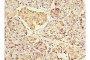 Immunohistochemistry of paraffin-embedded human pancreatic tissue using ABIN7160546 at dilution of 1:100 (MYL7 Antikörper  (AA 1-175))