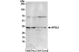 Western Blotting (WB) image for anti-Apolipoprotein L, 2 (APOL2) (AA 287-337) antibody (ABIN7452683)