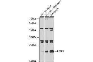 Western blot analysis of extracts of various cell lines, using REEP1 antibody  at 1:1000 dilution. (Receptor Accessory Protein 1 Antikörper  (AA 101-201))