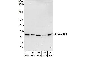 Western Blotting (WB) image for anti-Exosome Component 3 (EXOSC3) (AA 225-275) antibody (ABIN7450228)