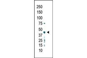 Western blot analysis of anti-PRMT2 Pab (ABIN387837 and ABIN2843934) in whole HL60 cell lysate was detected using purified Pab. (PRMT2 Antikörper  (C-Term))