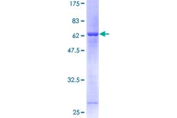 Syntaxin 5 Protein (STX5) (AA 1-301) (GST tag)