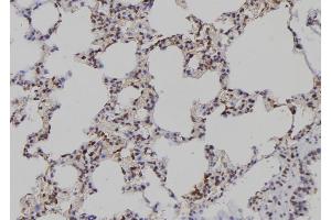 ABIN6276948 at 1/100 staining Rat lung tissue by IHC-P. (PAD4 Antikörper  (N-Term))