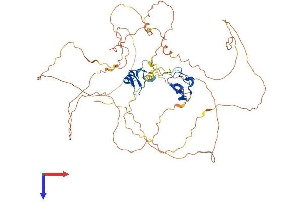 GATA6 Protein (AA 1-589) (His tag)