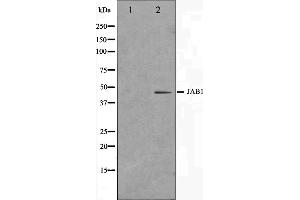 Western blot analysis on LOVO cell lysate using COPS3 Antibody. (COPS3 Antikörper  (C-Term))