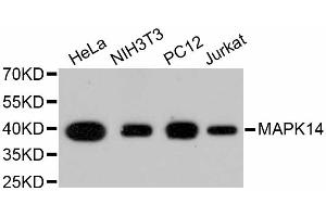 Western blot analysis of extracts of various cell lines, using MAPK14 antibody (ABIN4904640).