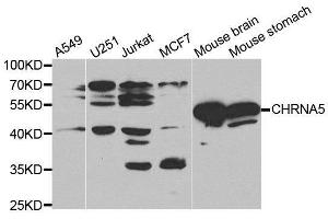 Western Blotting (WB) image for anti-Cholinergic Receptor, Nicotinic, alpha 5 (Neuronal) (CHRNA5) (AA 23-240) antibody (ABIN3022469) (CHRNA5 Antikörper  (AA 23-240))