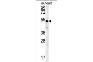 Western blot analysis in mouse heart tissue lysates (15ug/lane). (HEY2 Antikörper  (N-Term))