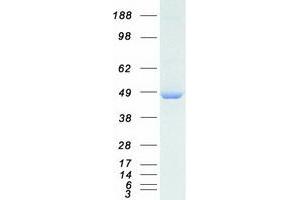 Western Blotting (WB) image for Dynactin 2 (p50) (DCTN2) protein (Myc-DYKDDDDK Tag) (ABIN2719848)