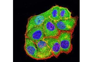 Immunofluorescence analysis of Hela cells using BCL2L10 mouse mAb (green). (BCL2L10 Antikörper  (AA 31-186))
