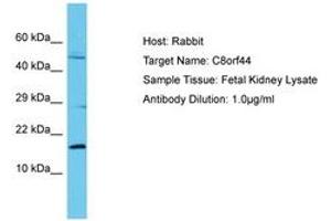Image no. 1 for anti-Chromosome 8 Open Reading Frame 44 (C8ORF44) (AA 33-82) antibody (ABIN6750648)