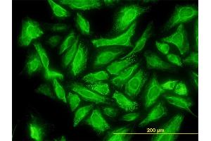 Immunofluorescence (IF) image for anti-Defective in Cullin Neddylation 1, Domain Containing 1 (DCUN1D1) (AA 1-89) antibody (ABIN565719)