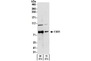 anti-Fragile X Mental Retardation, Autosomal Homolog 1 (FXR1) (AA 571-621) antibody