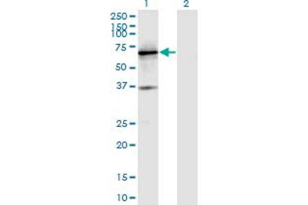 PTPRN Antikörper  (AA 205-311)