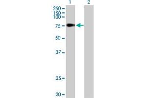 Western Blot analysis of TDP1 expression in transfected 293T cell line by TDP1 MaxPab polyclonal antibody. (TDP1 Antikörper  (AA 1-608))