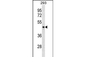 CCNJ Antibody (Center) (ABIN1538113 and ABIN2850115) western blot analysis in 293 cell line lysates (35 μg/lane). (Cyclin J Antikörper  (AA 223-249))