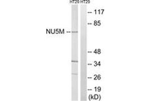 Western blot analysis of extracts from HT-29 cells, using MT-ND5 Antibody. (MT-ND5 Antikörper  (AA 328-377))