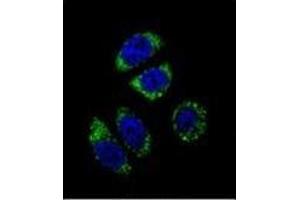Confocal immunofluorescent analysis of Endothelin-1 Antibody (C-term) Cat. (Endothelin 1 Antikörper  (C-Term))