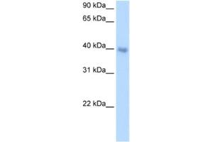 Western Blotting (WB) image for anti-Distal-Less Homeobox 5 (DLX5) antibody (ABIN2460595) (DLX5 Antikörper)