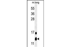 LYRM2 Antibody (N-term) (ABIN651574 and ABIN2840309) western blot analysis in mouse lung tissue lysates (35 μg/lane). (LYRM2 Antikörper  (N-Term))