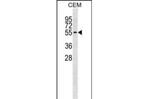 ERP Antibody (N-term) (ABIN1539546 and ABIN2850022) western blot analysis in CEM cell line lysates (35 μg/lane).
