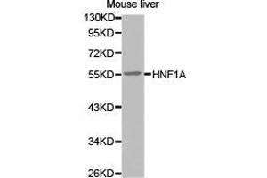 Western Blotting (WB) image for anti-HNF1 Homeobox A (HNF1A) antibody (ABIN1873058) (HNF1A Antikörper)