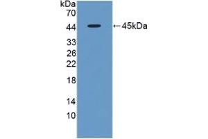 Detection of Recombinant FMOD, Rat using Polyclonal Antibody to Fibromodulin (FMOD) (Fibromodulin Antikörper  (AA 19-376))