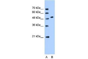 SLC30A1 antibody used at 0. (SLC30A1 Antikörper)