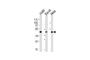 ALDH3A1 Antibody (Center) (ABIN392319 and ABIN2841970) western blot analysis in A549,Daudi,Hela cell line lysates (35 μg/lane). (ALDH3A1 Antikörper  (AA 254-284))