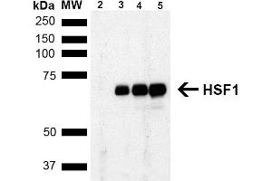 Western Blot analysis of Human Breast adenocarcinoma cell line (MCF7) showing detection of ~65 kDa HSF1 protein using Rat Anti-HSF1 Monoclonal Antibody, Clone 4B4 (ABIN1741570). (HSF1 Antikörper  (AA 425-439) (HRP))