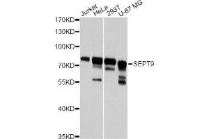 Western blot analysis of extracts of various cell lines, using SEPT9 antibody (ABIN5996148) at 1:3000 dilution. (Septin 9 Antikörper)