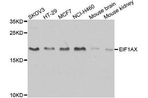Western blot analysis of extracts of various cell lines, using EIF1AX antibody. (EIF1AX Antikörper  (AA 10-144))