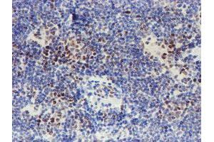 Image no. 9 for anti-WW Domain Containing Transcription Regulator 1 (WWTR1) antibody (ABIN1501763) (WWTR1 Antikörper)