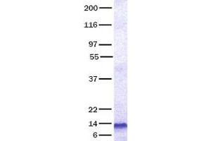 Validation with Western Blot (CCL26 Protein)