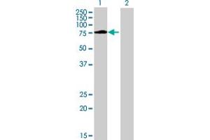 Western Blot analysis of SRPR expression in transfected 293T cell line by SRPR MaxPab polyclonal antibody.