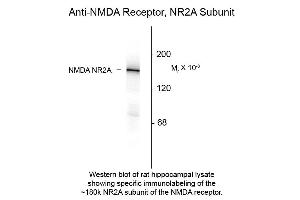 Western blot of Anti-NMDA R2A (Rabbit) Antibody - 612-401-D89 Western Blot of Rabbit anti-NMDA R2A antibody.