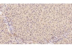 Detection of MANF in Human Liver Tissue using Monoclonal Antibody to Mesencephalic Astrocyte Derived Neurotrophic Factor (MANF) (MANF Antikörper  (AA 28-182))